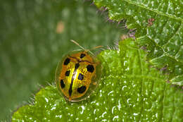 Image of Chiridopsis acutangula (Weise 1905)