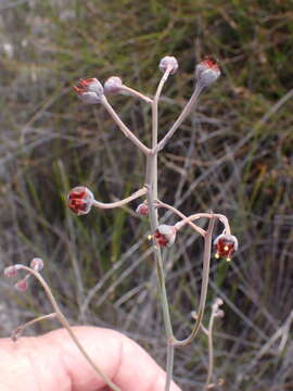 Image of Haemodorum tenuifolium A. Cunn. ex Benth.