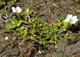 Image of Gratiola concinna Colenso