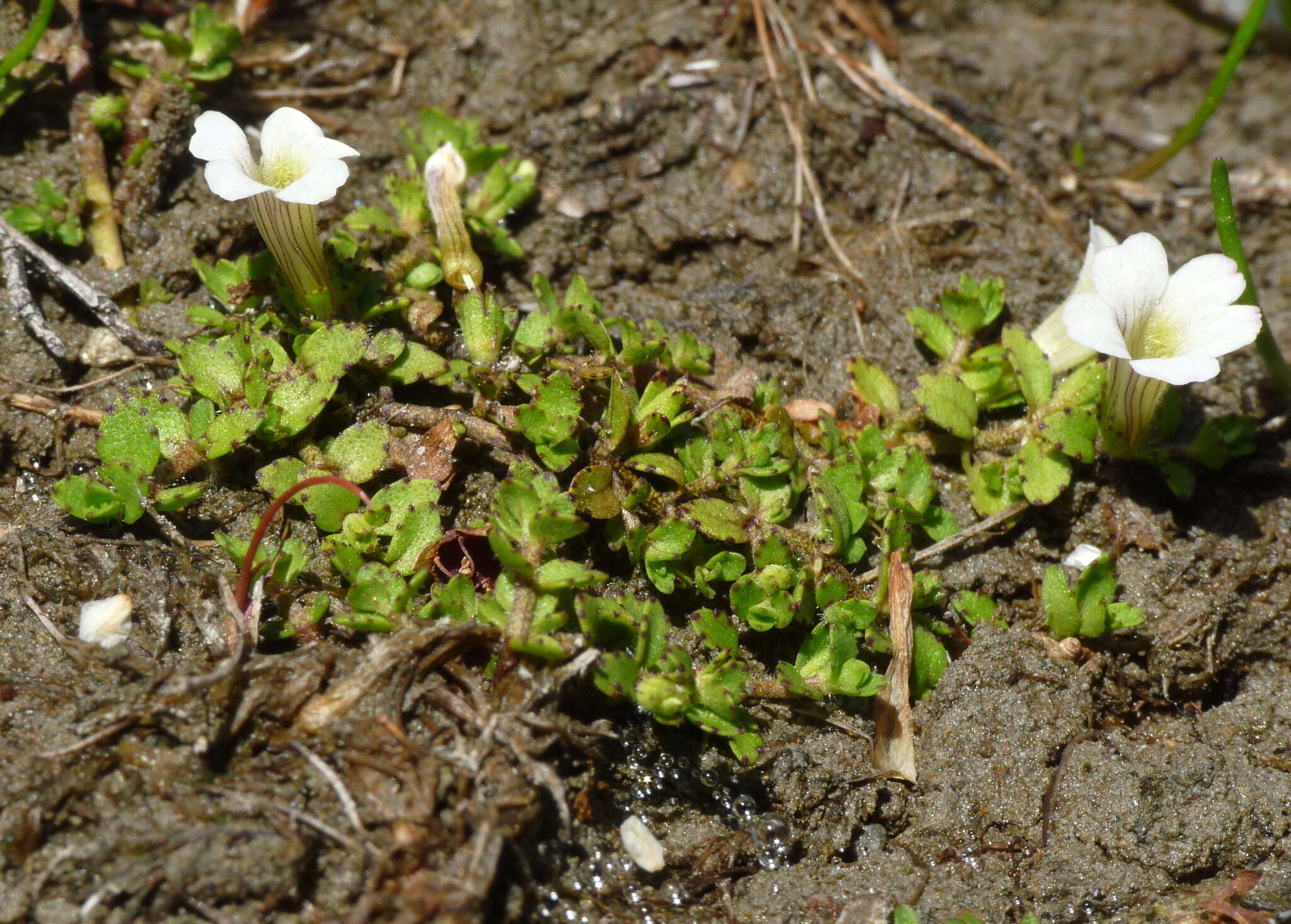 Image of Gratiola concinna Colenso