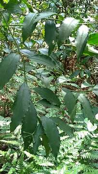 Image of Ardisia plant