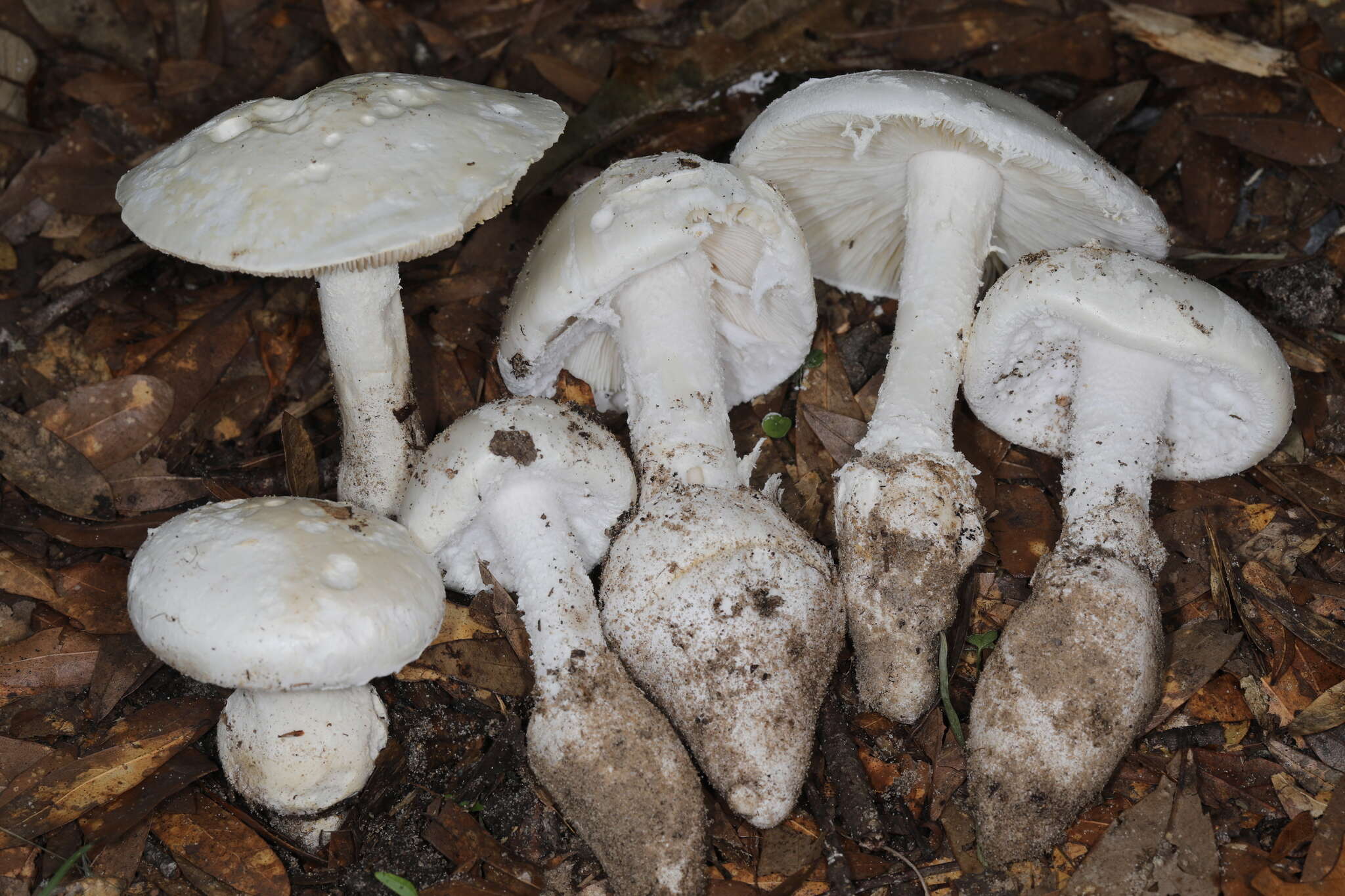 Image of Amanita rhoadsii (Murrill) Murrill 1939