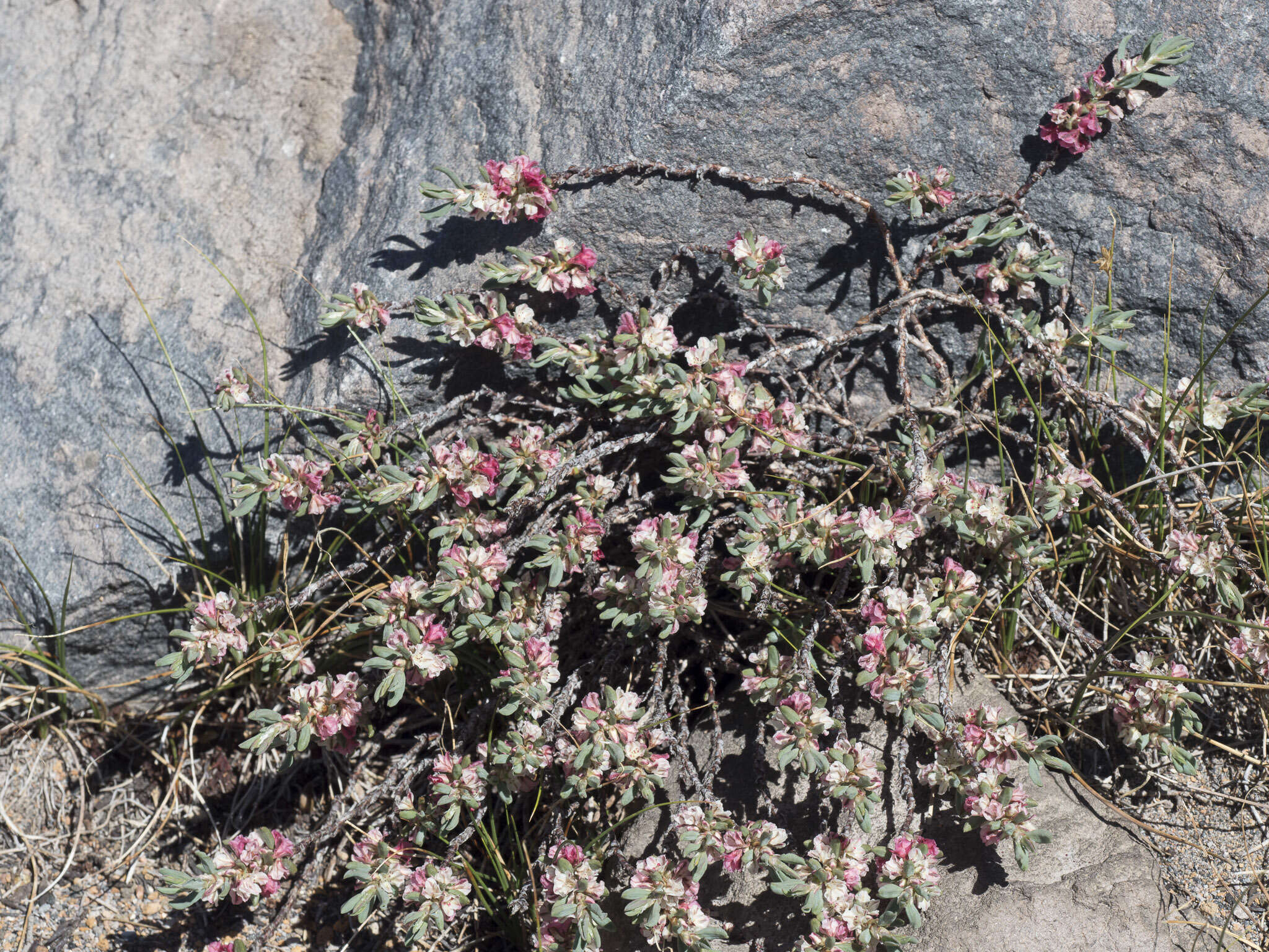 Plancia ëd Polygonum shastense Brewer ex A. Gray