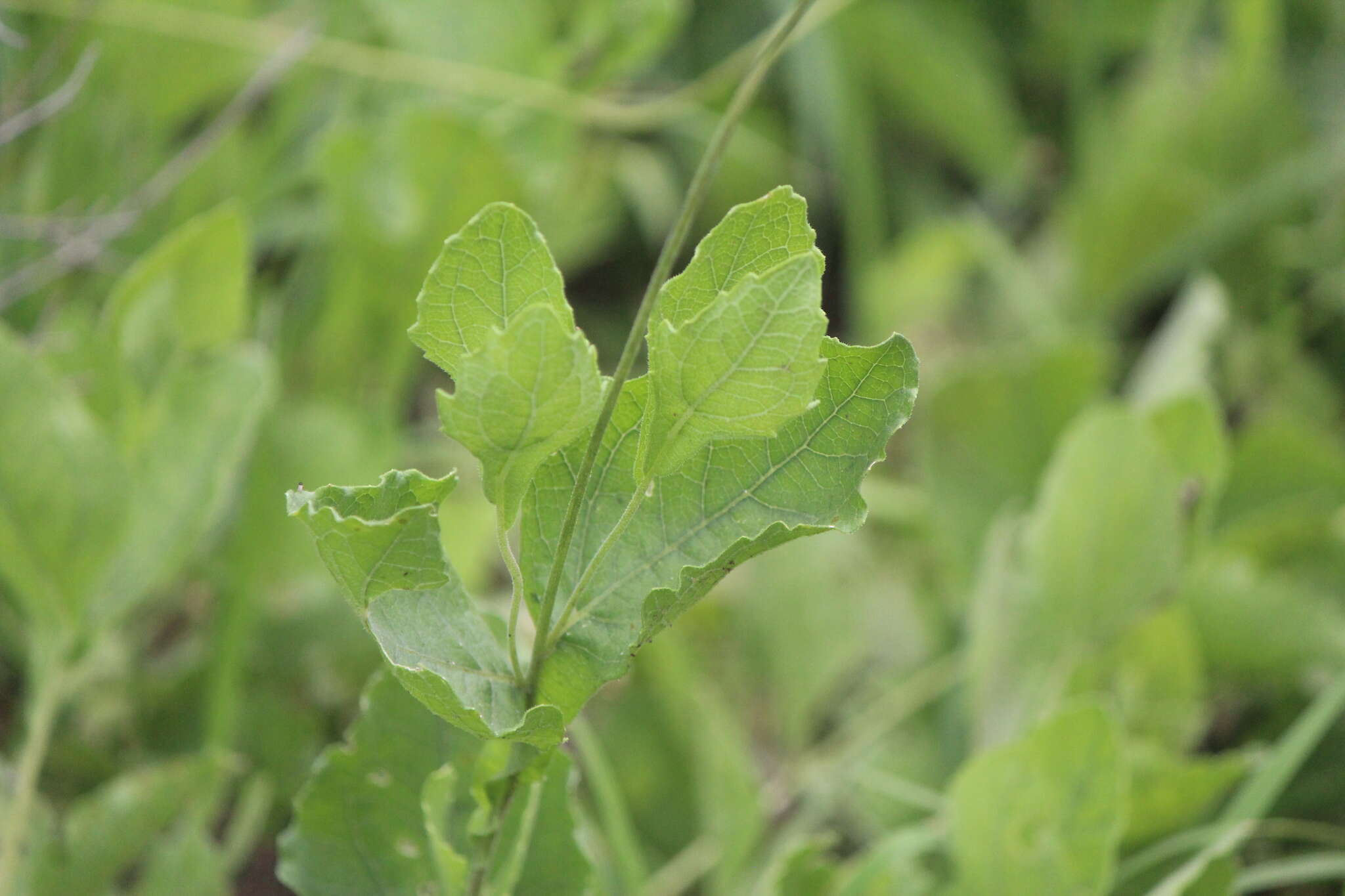 Image of Verbesina longipes Hemsl.