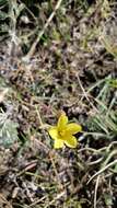 Image of Wyoming flax