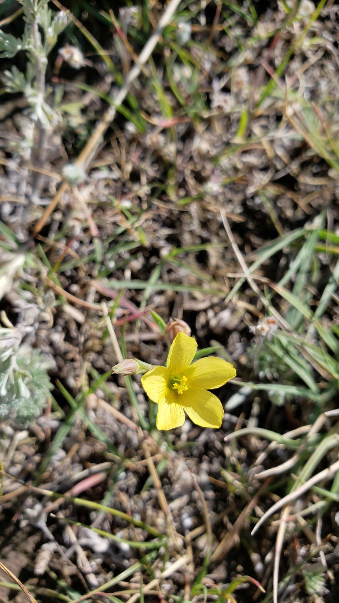 Image of Wyoming flax