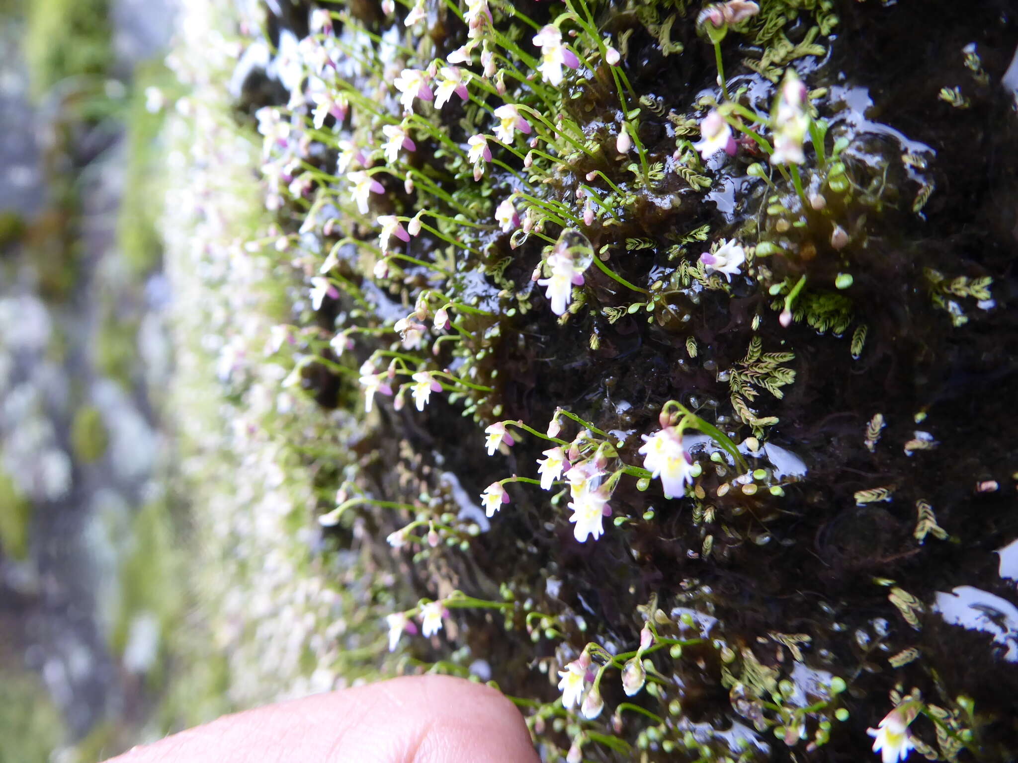 Image of Utricularia kumaonensis Oliv.