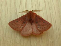 صورة Anthela ferruginosa Walker 1855