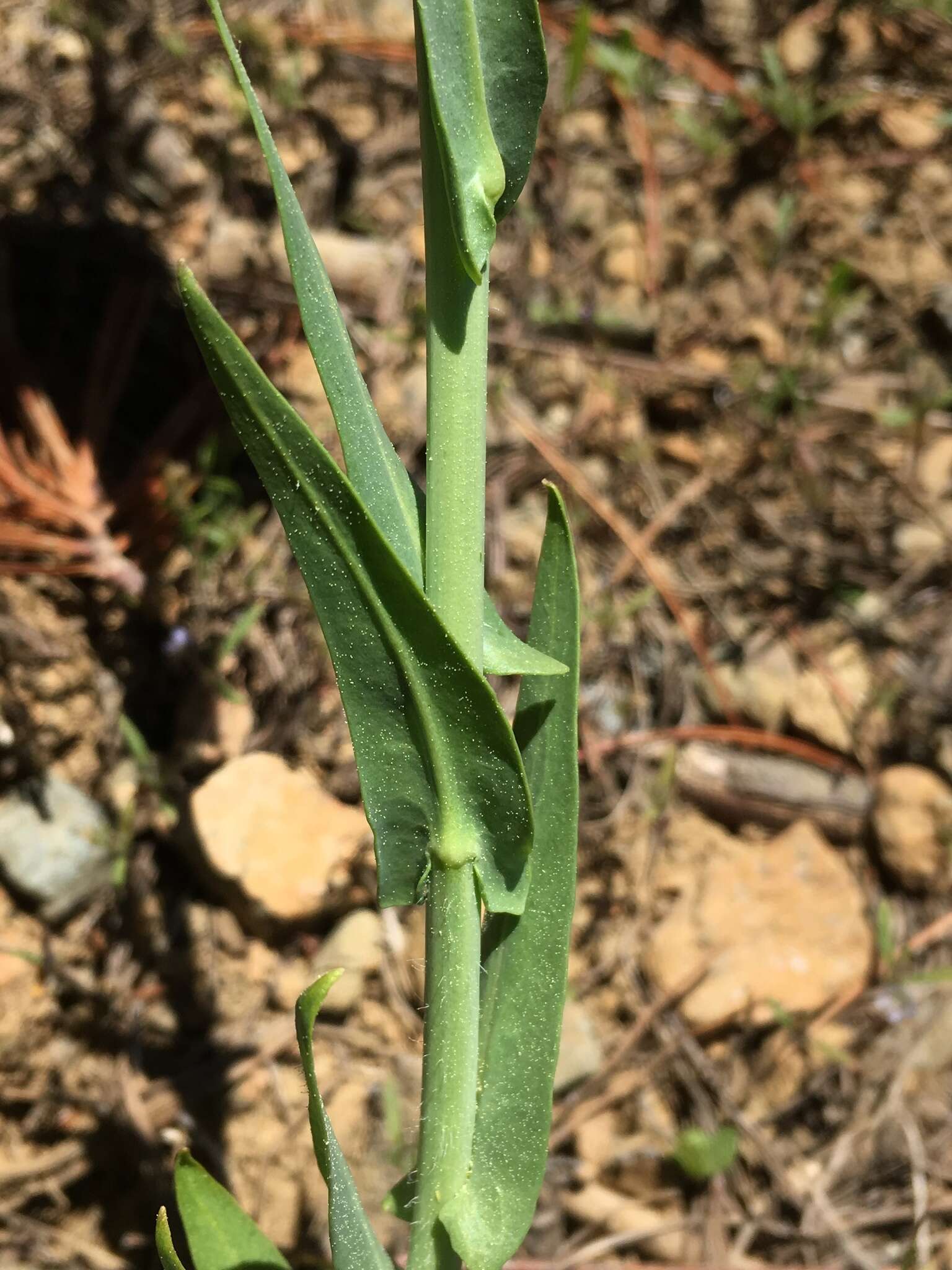 Image of Short-Pod Thelypody