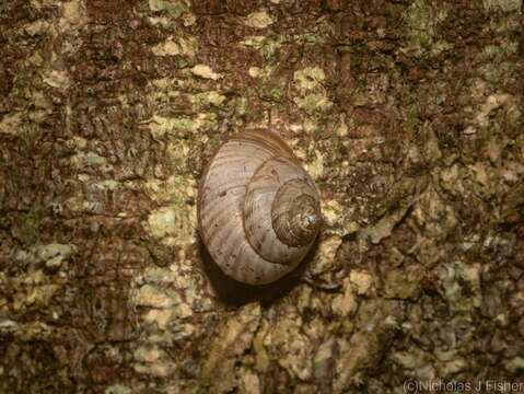 Image of Hedleyoconcha Pilsbry 1893