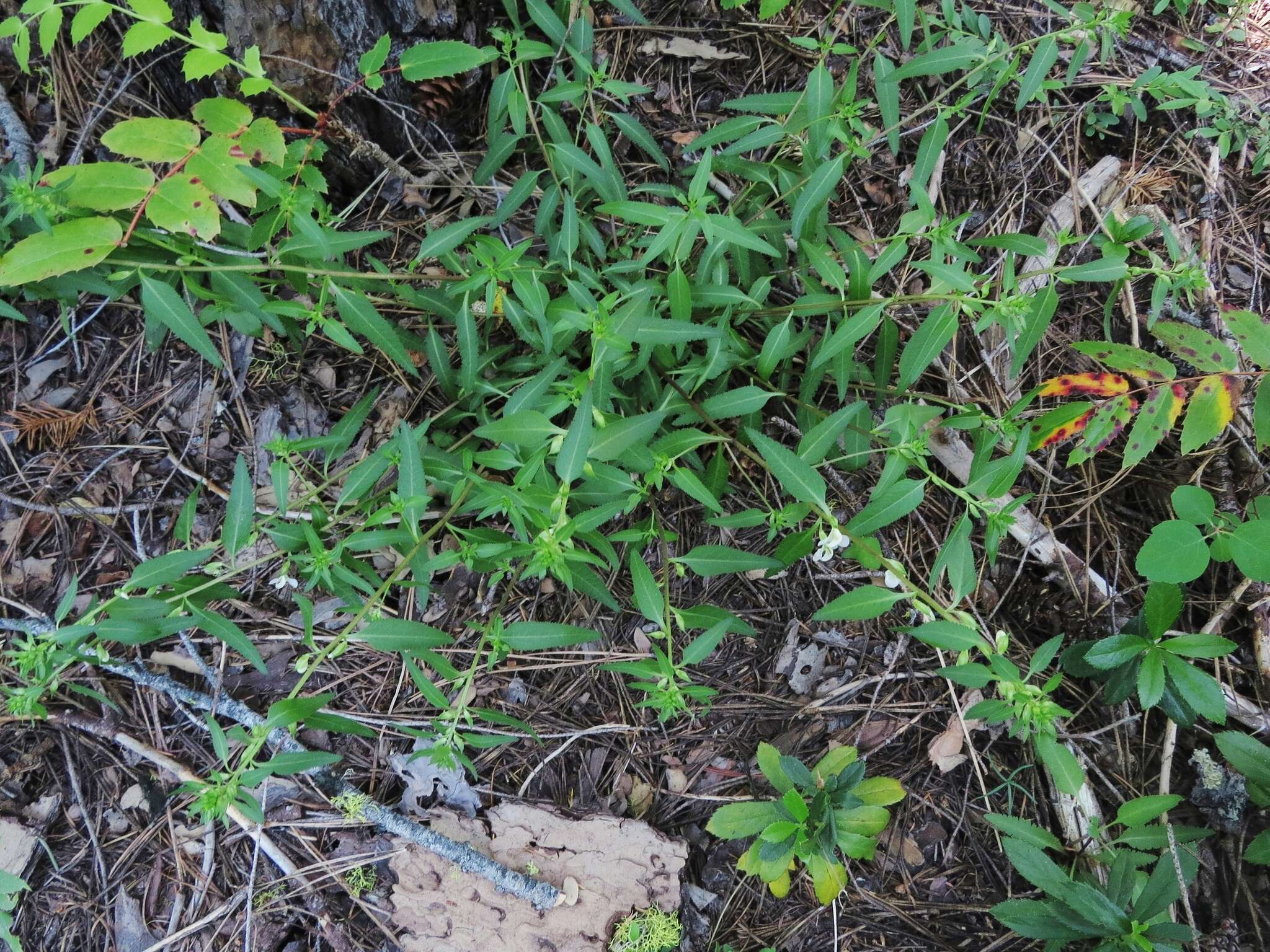 Image of sickletop lousewort