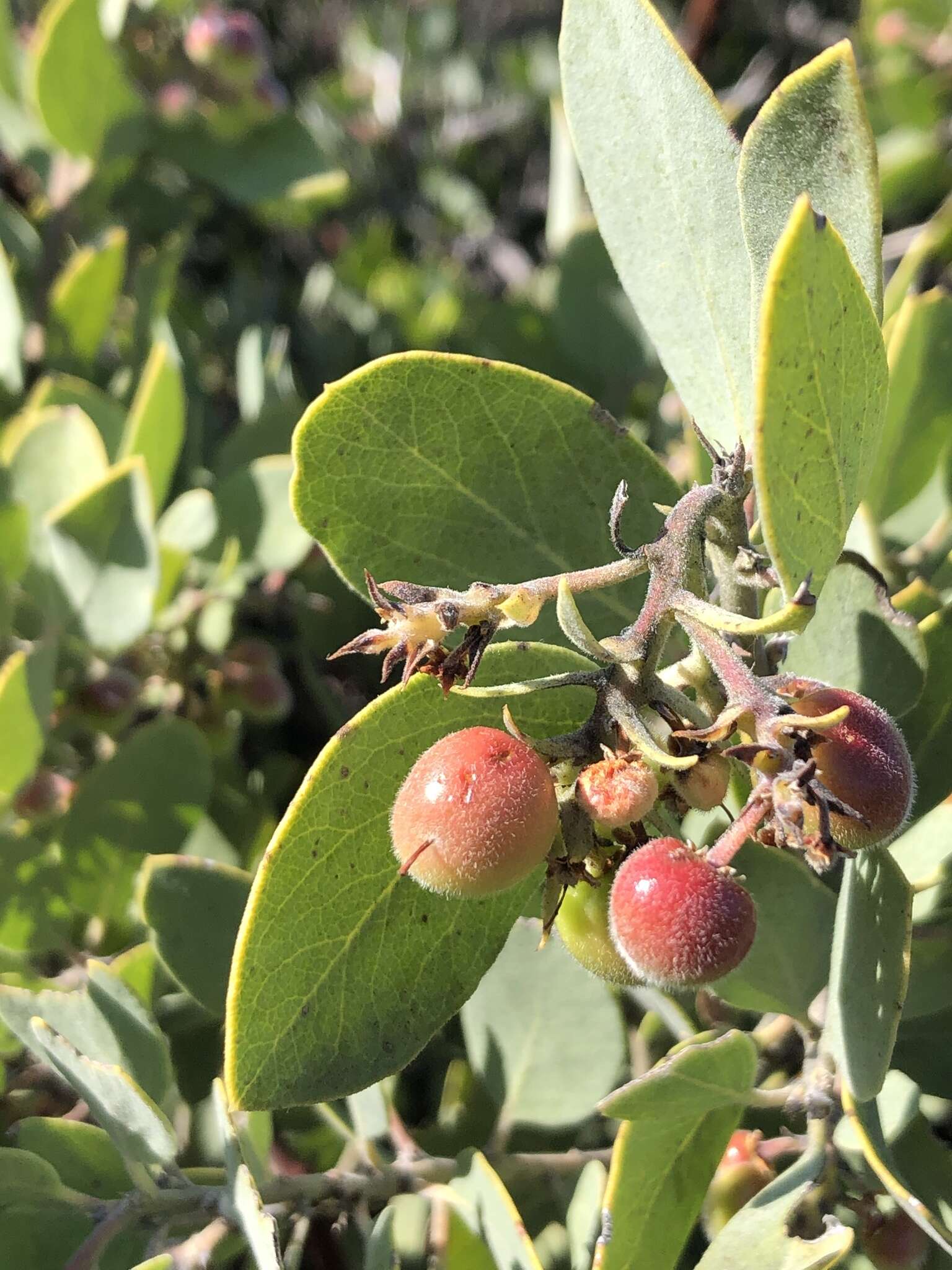 Image of Arctostaphylos glandulosa subsp. cushingiana (Eastw.) J. E. Keeley, M. C. Vasey & V. T. Parker