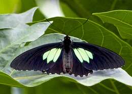 Parides sesostris (Cramer (1779)) resmi