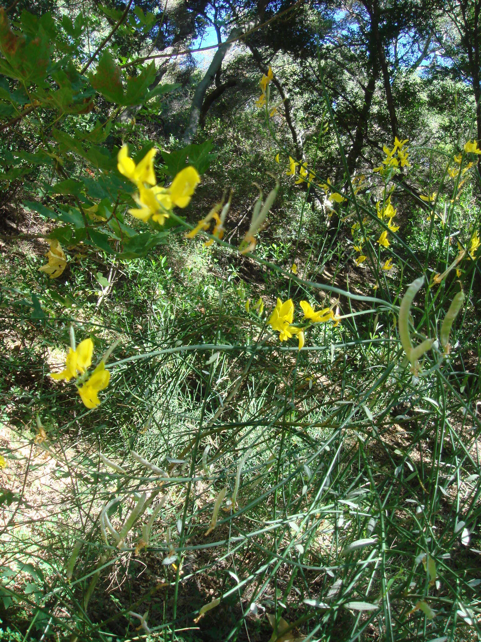 Image of broom