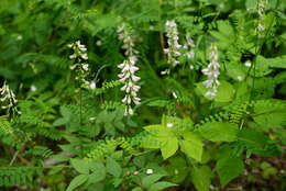 Image of wood vetch