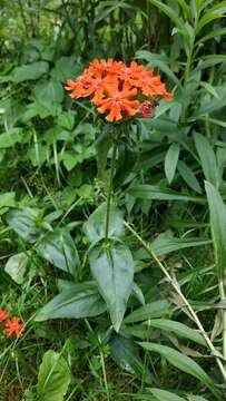 صورة Silene chalcedonica (L.) E. H. L. Krause