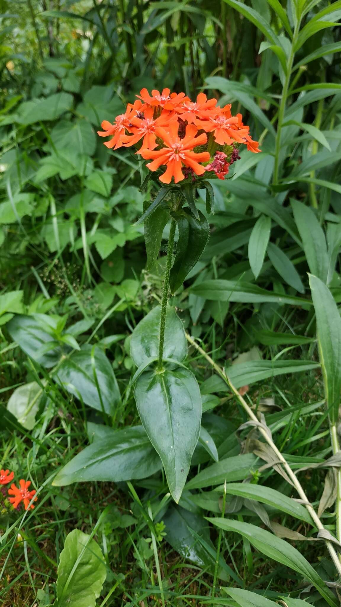 صورة Silene chalcedonica (L.) E. H. L. Krause