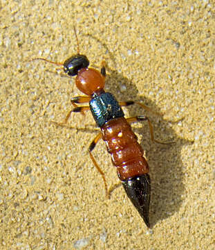 Image de Paederus (Poederomorphus) littoralis Gravenhorst 1802