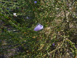 Image of Eremophila gibbifolia (F. Muell.) F. Muell.