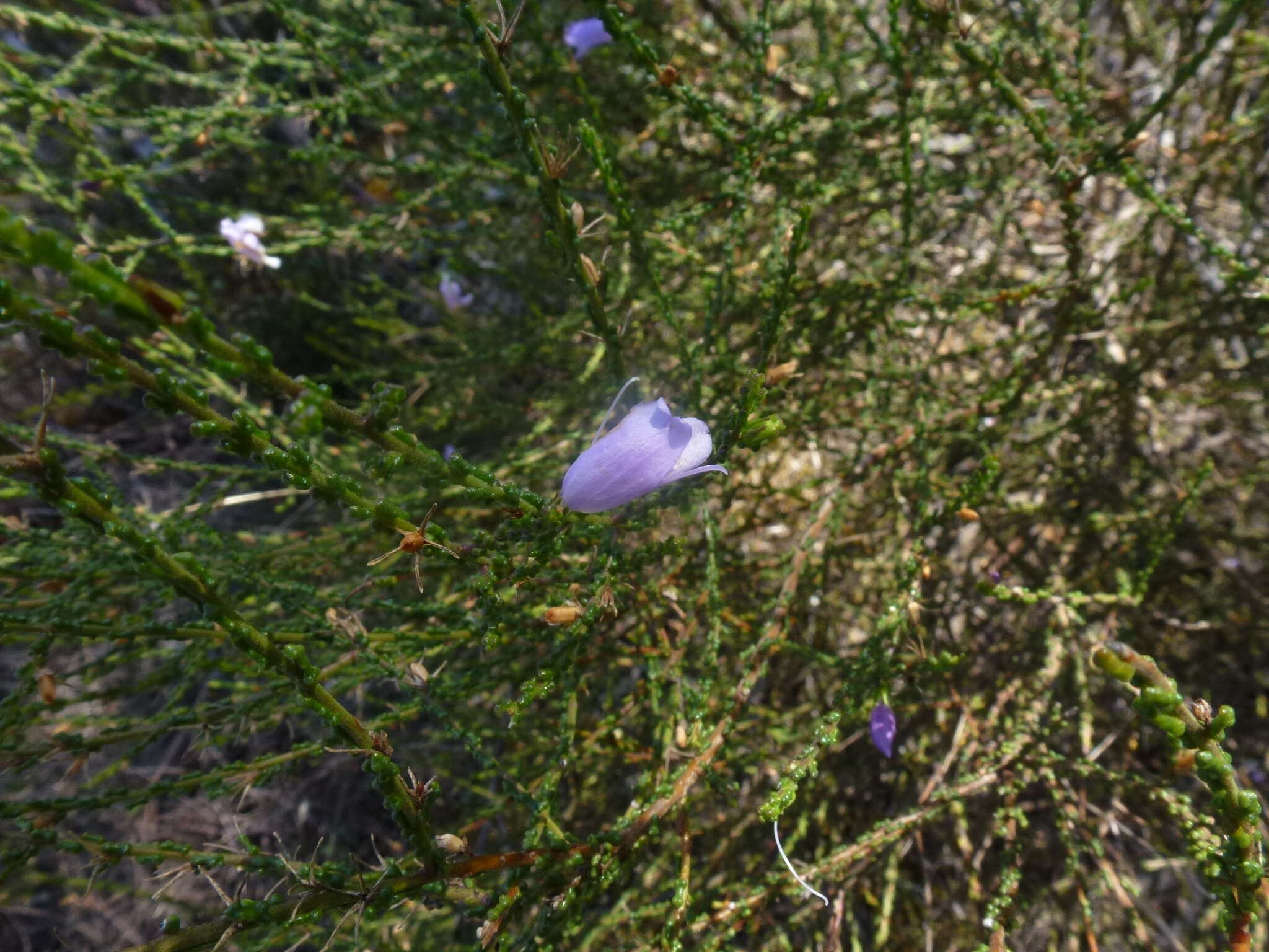 Image of Eremophila gibbifolia (F. Muell.) F. Muell.