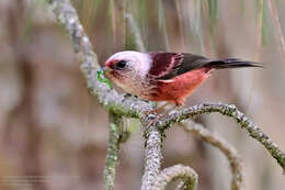 Image of Pink-headed Warbler