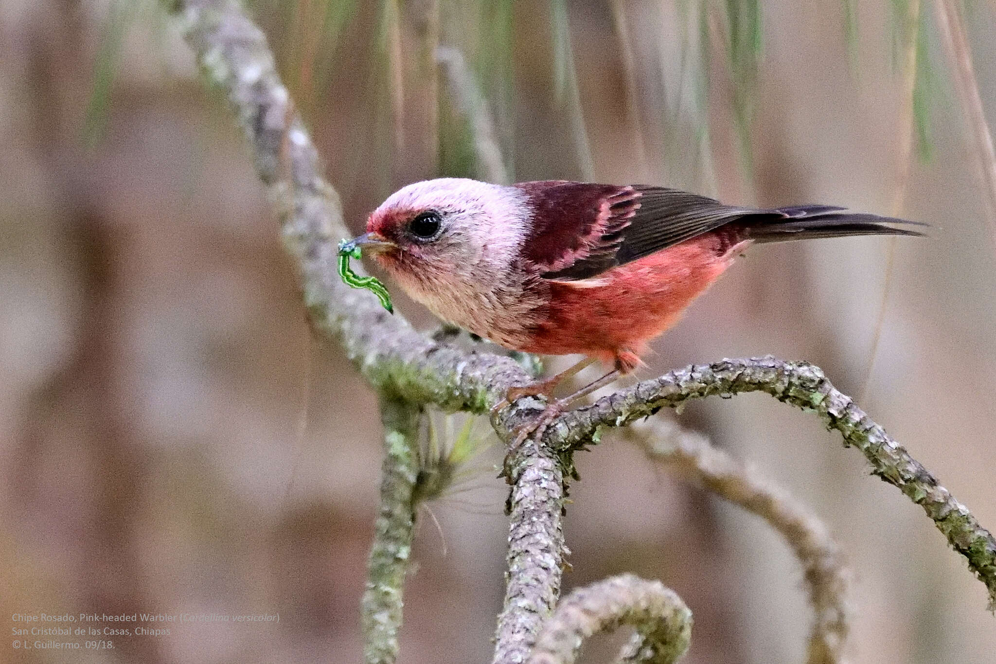 Image of Pink-headed Warbler