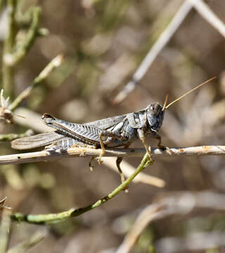 Слика од Melanoplus complanatipes Scudder & S. H. 1897