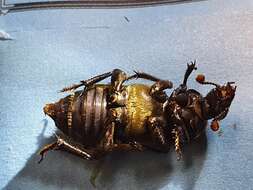 Image of Nicrophorus (Nicrophorus) interruptus (Stephens 1830)