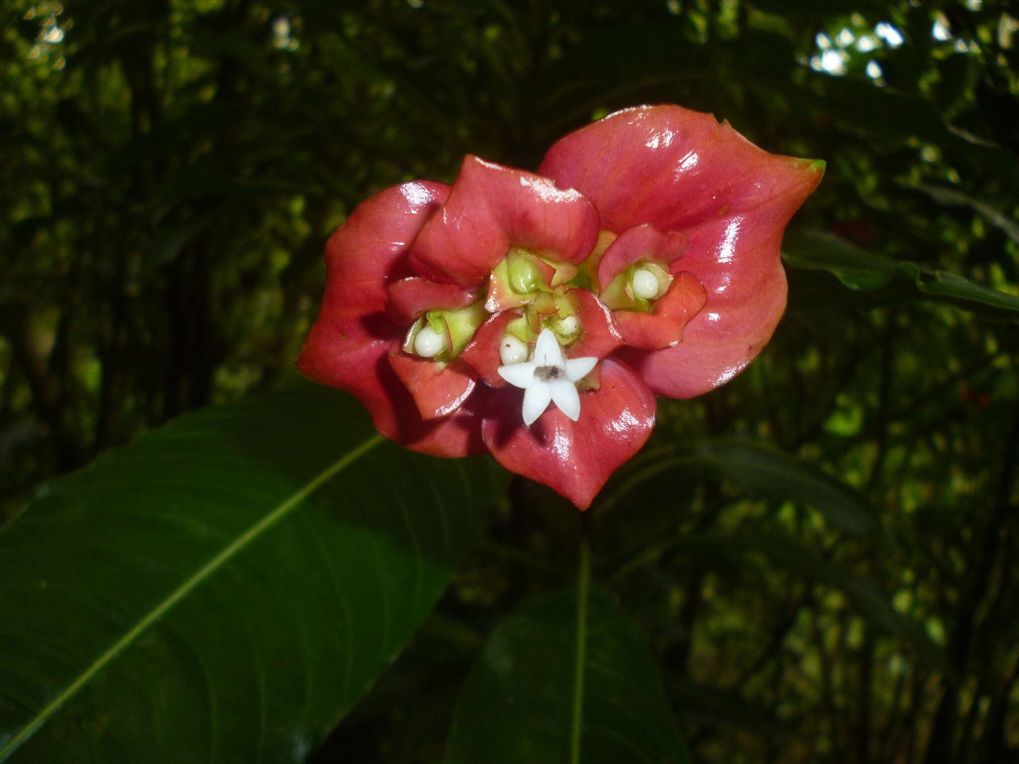 Palicourea elata (Sw.) Borhidi resmi