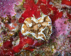 Image of porcelain coral