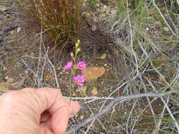 Image of Ixia stricta (Eckl. ex Klatt) G. J. Lewis