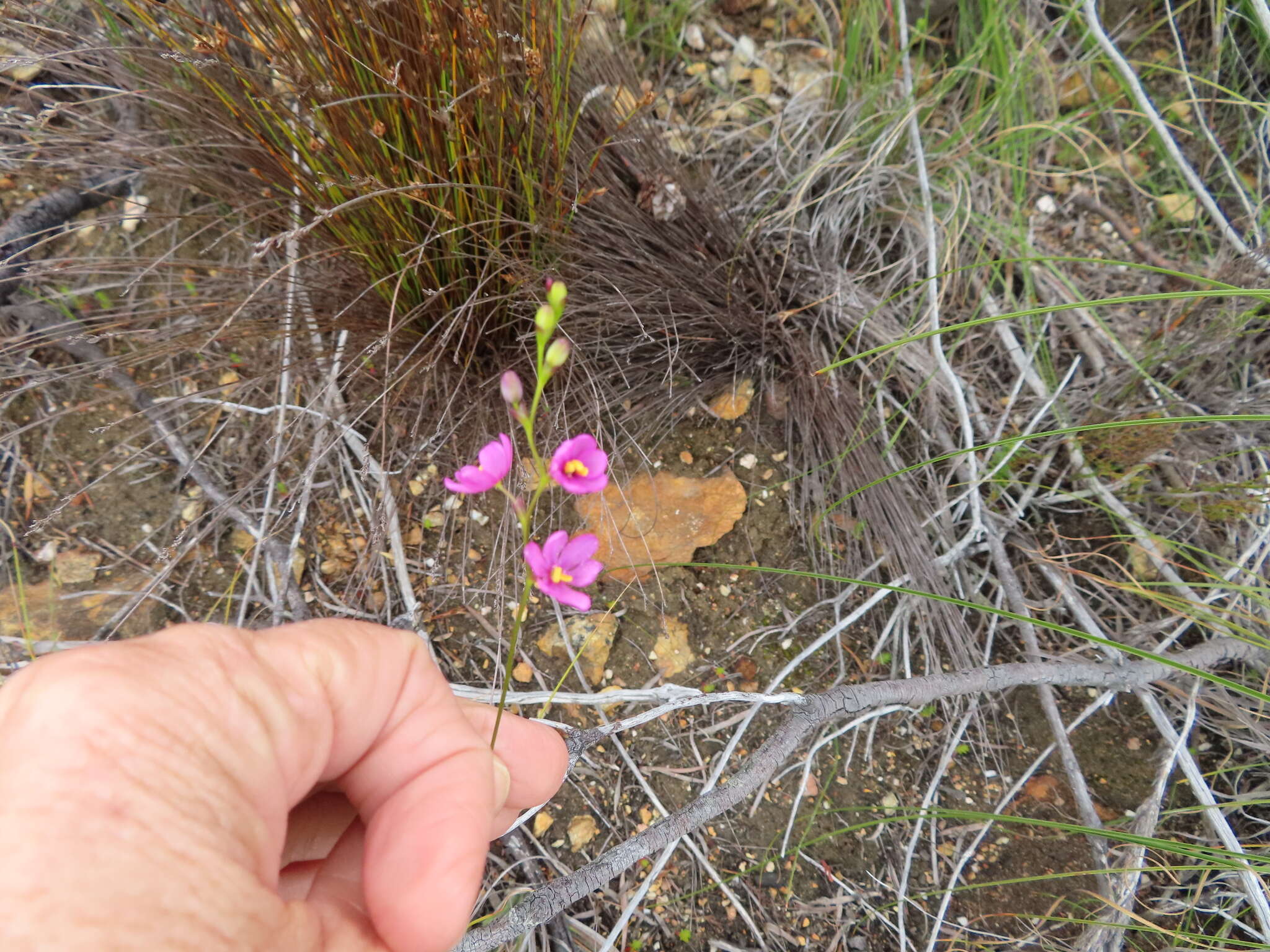 Image de Ixia stricta (Eckl. ex Klatt) G. J. Lewis