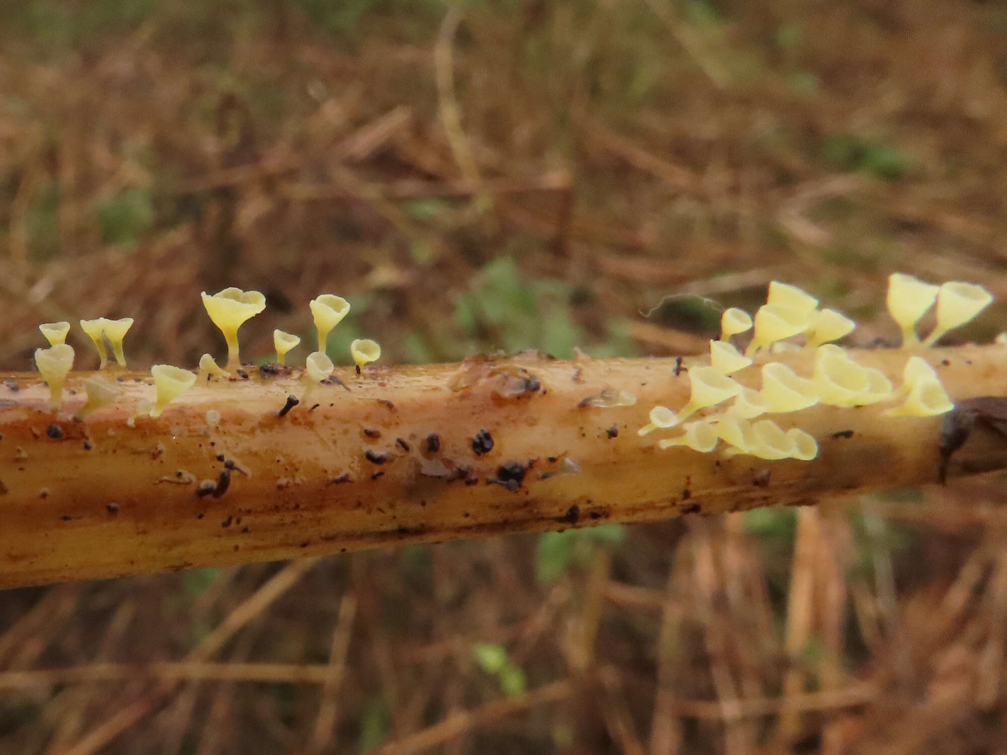 Image of Calyptella campanula (Nees) W. B. Cooke 1961