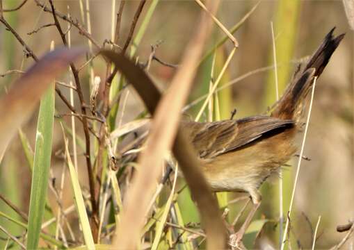 Image de Prinia subflava pondoensis Roberts 1922