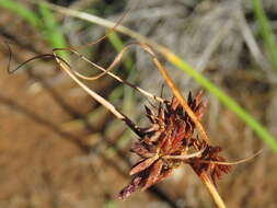 Image of Cyperus usitatus Burch.