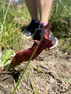 Image of pitcherplant