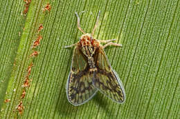 Image of Bothriocera maculata Caldwell 1943