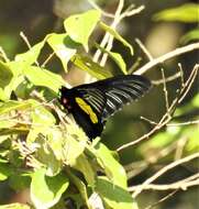 Image of Troides haliphron naias