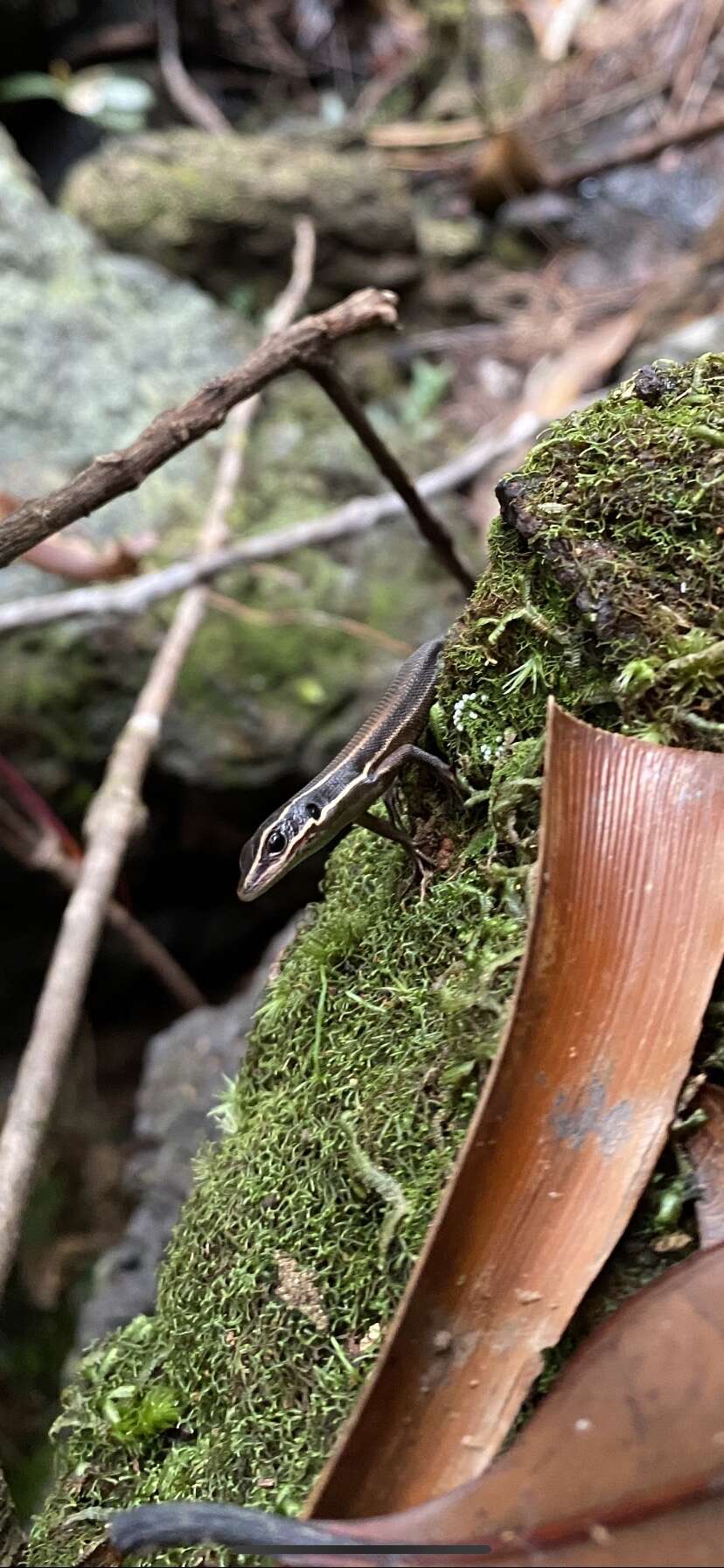 Image of Southern Whiptailed Skink