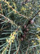 Image of Hakea nodosa R. Br.