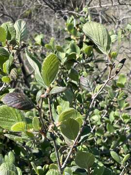 Image of island mountain mahogany