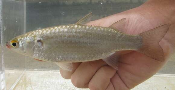 Image of Brown-backed mullet