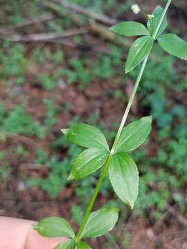 Image of Round-leaved Bedstraw