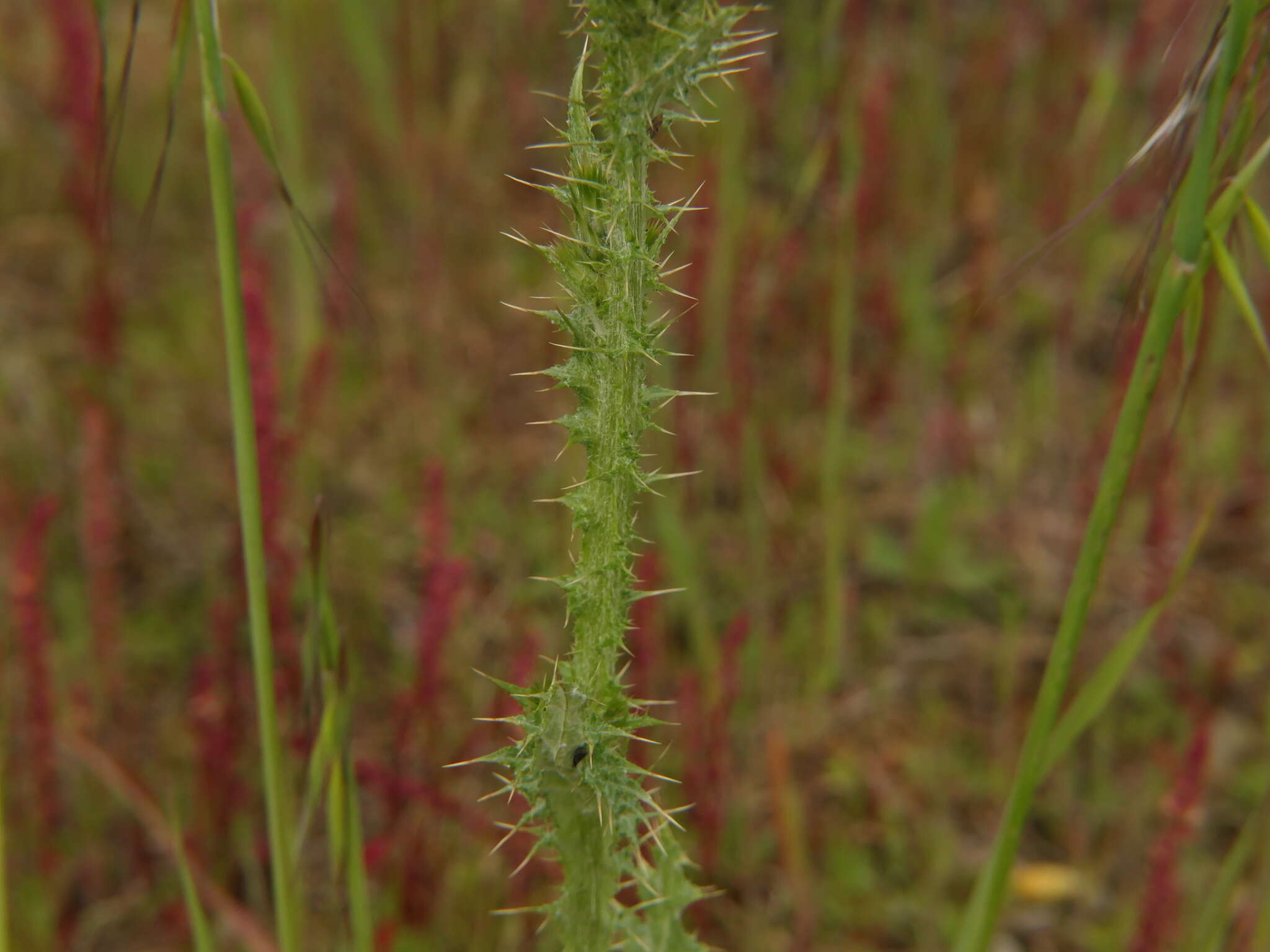 Image de Carduus carpetanus Boiss. & Reut.