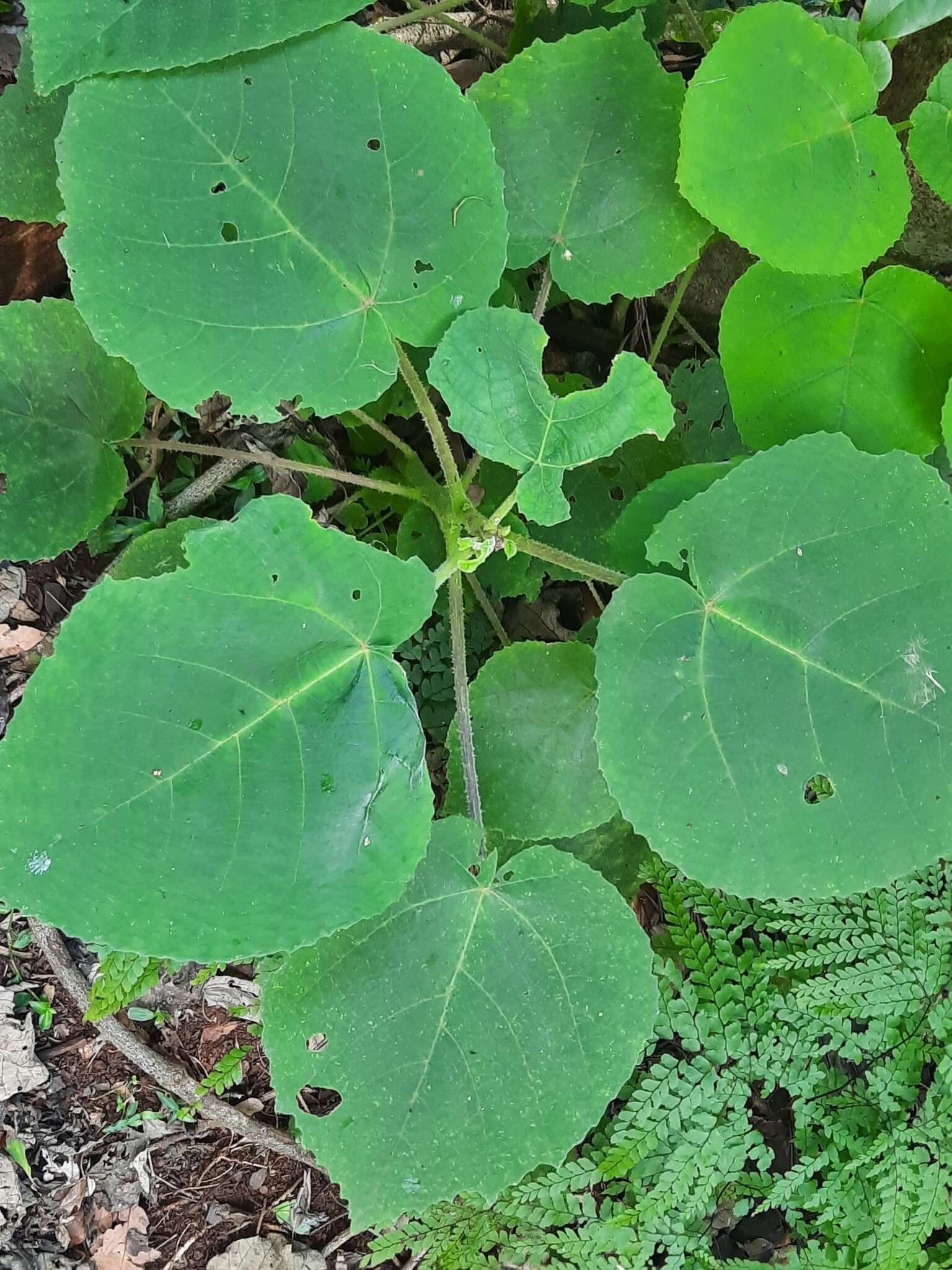 Image of Dendrocnide excelsa (Wedd.) Chew