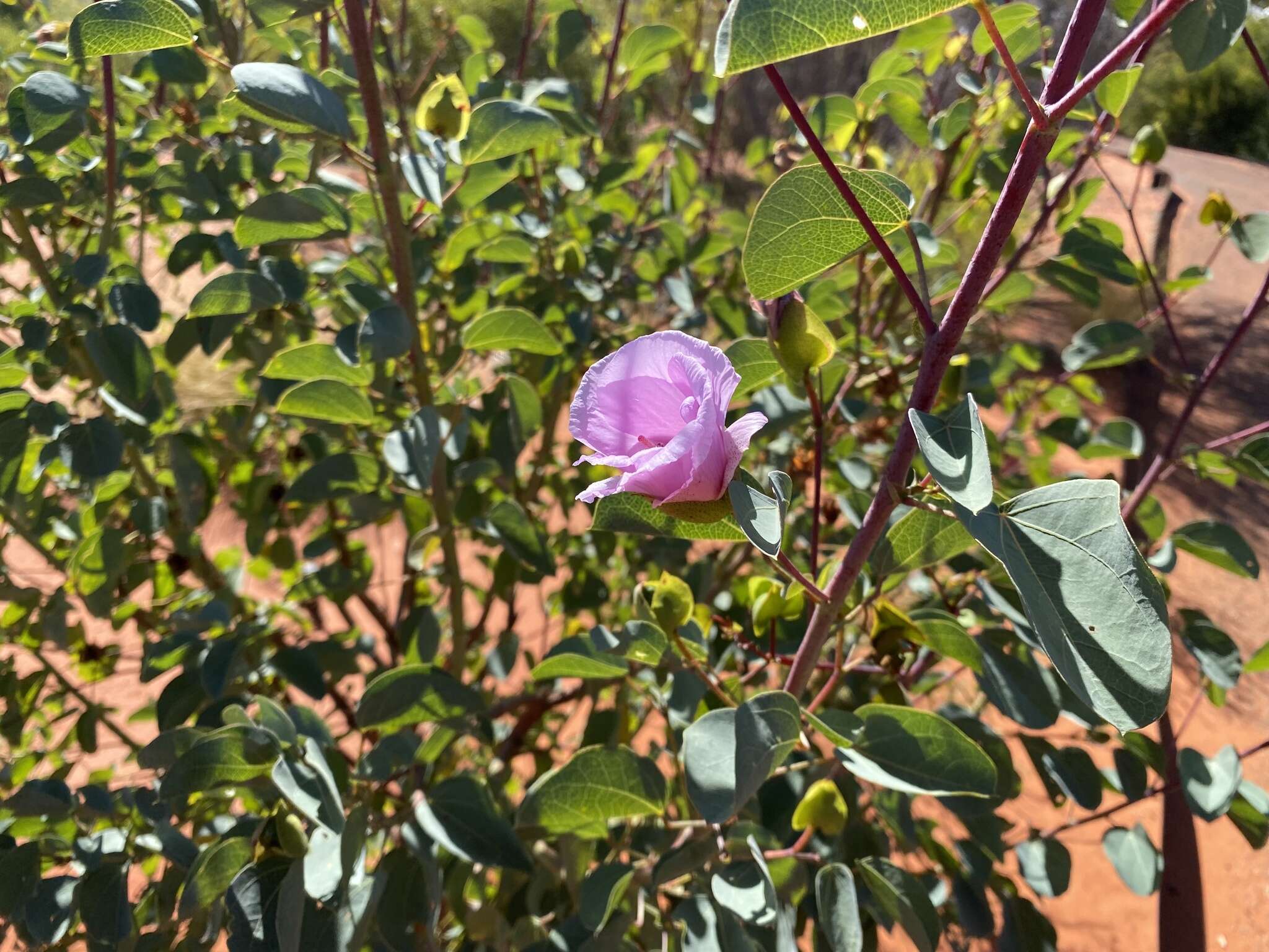 Image of Sturt's desert rose