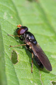 Image of Parsley Blacklet