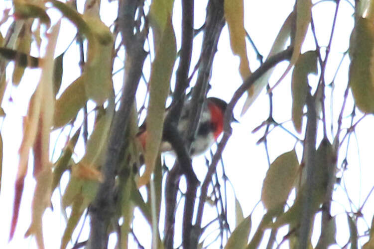 Image of Mistletoebird