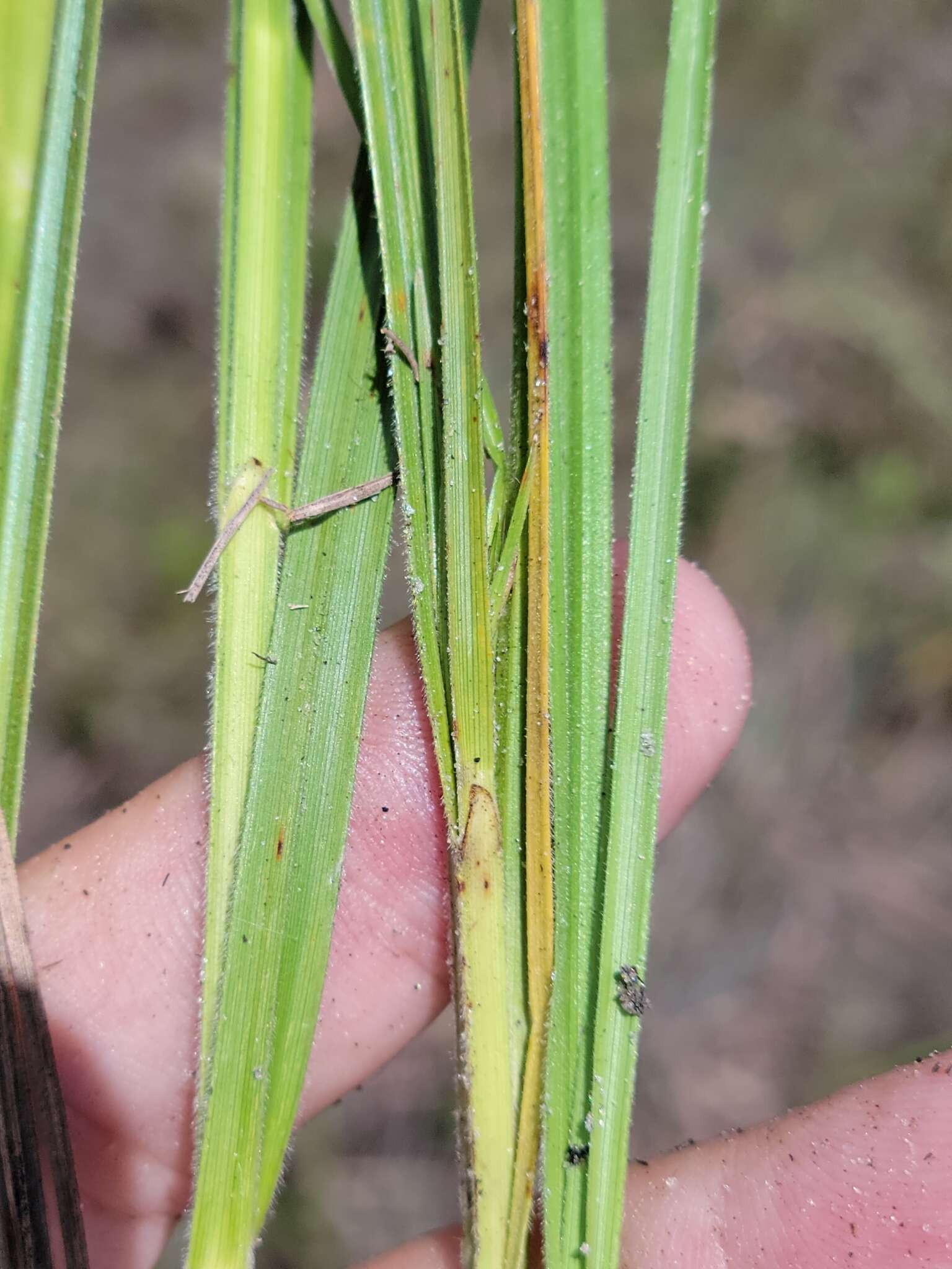 Sivun Scleria ciliata var. elliottii (Chapm.) Fernald kuva