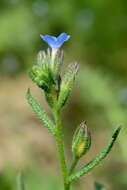 Image of Anchusa thessala Boiss. & Spruner